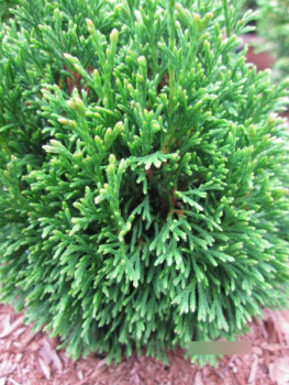 Thuja occidentalis Maks - Zwerglebensbaum Maks